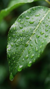 雨粒がついた緑の葉っぱのマクロショット。Pixel 9aの壁紙にぴったり。