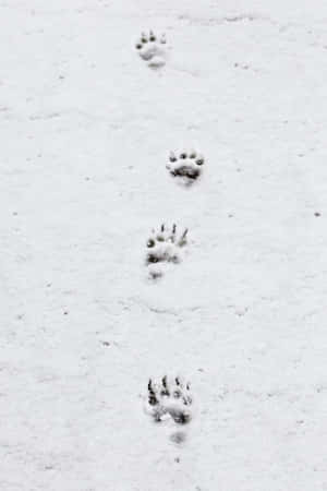 雪の美しい風景画像 — 低コントラスト 壁紙