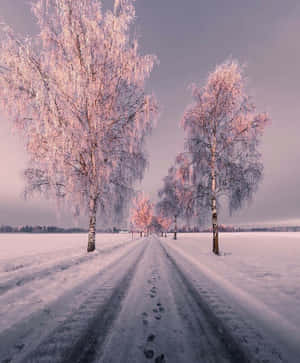 雪景色の美しい画像 — 雪の美学 壁紙
