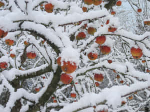 雪景色の美しい画像 — 雪の美学 壁紙