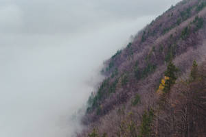 霧の森と霞む山