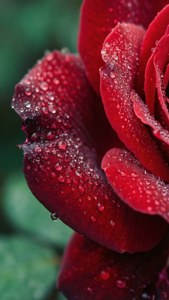 露に覆われた赤い薔薇の花びらを接写、緑の背景が自然で優雅な壁紙。