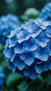 青いアジサイの花に雨粒がついた、涼しげな色合いの落ち着く壁紙。 — 花の美学 壁紙