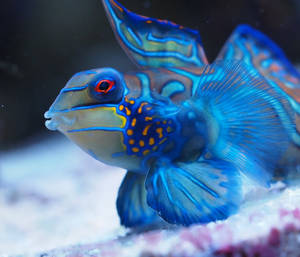 青いクールな魚の壁紙