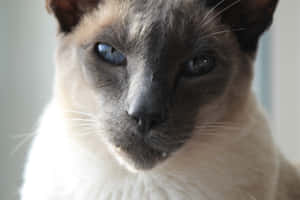 不機嫌な猫の画像 — MacBook Pro M4 壁紙