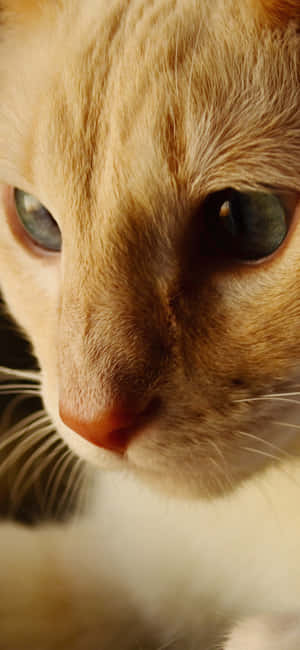 Animals iPhone — Redmi Note 15 Special 壁紙