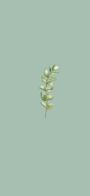 Sage Green Aesthetic pictures — iPhone 16 Pro Max 壁紙