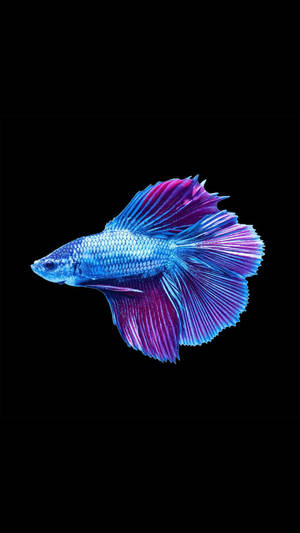 青みがかった紫のクールな魚の壁紙