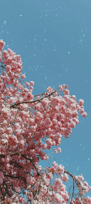 青空に映える桜 — 桜 壁紙