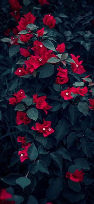 iPhone 花 — iPhone 15 Pro 壁紙