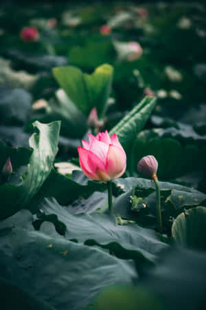 静かな池に咲く優雅な蓮の花 — 蓮の花 壁紙