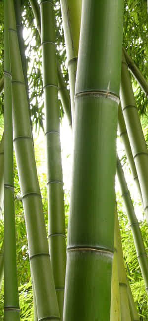 グリーンバンブー — iPhone 15 Pro 壁紙