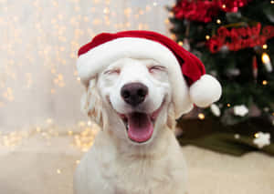 面白いクリスマス画像 — かわいい美的クリスマス 壁紙
