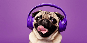 犬,ヘッドフォン,面白い,かわいい,音楽,ペット,紫色,動物,愛らしい,聴いている,かっこいい,遊び心,モダン,孤立,表情