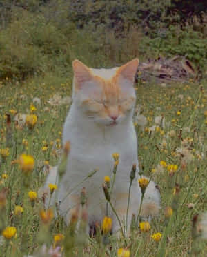 美しい猫の画像 — 美的な猫 壁紙