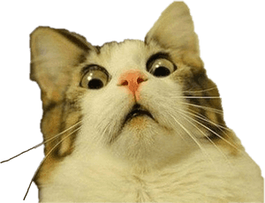 #shocked #cat #freetoedit - 猫ミーム透過背景、HD PNGダウンロード