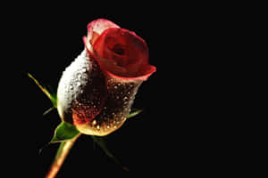 魅惑の花々：美しいフラワーバックグラウンド