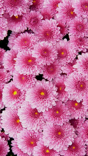 魅惑の花々：華やかなフラワー壁紙