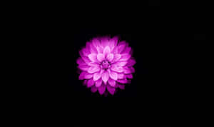 魅惑の蓮の花 — 蓮の花 壁紙