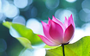 魅惑の蓮の花が咲く — 蓮の花 壁紙