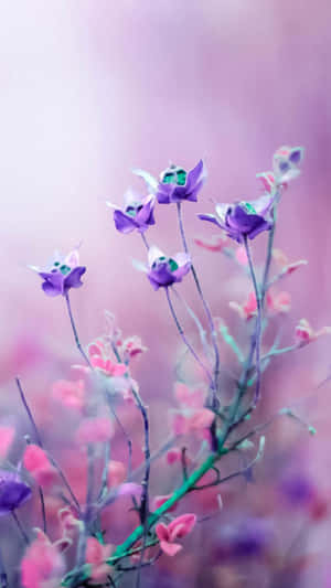 ピンクの花の背景 — ピンクの花柄 壁紙