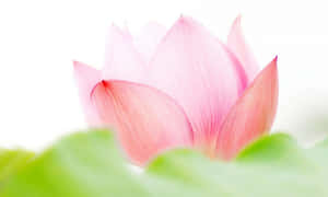魅惑的なピンクの蓮の花 — 蓮の花 壁紙