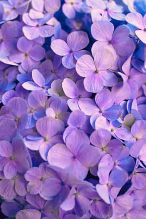 紫の花の背景 — Honor MagicPad 3 Pro 壁紙