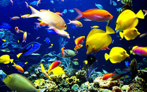 鮮やかでクールな魚たちの壁紙