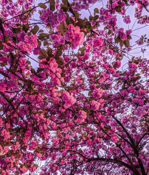 鮮やかなピンクの桜の花の壁紙 — Galaxy Z Fold 6 壁紙