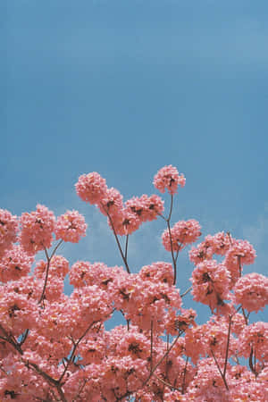 ピンクの花の背景