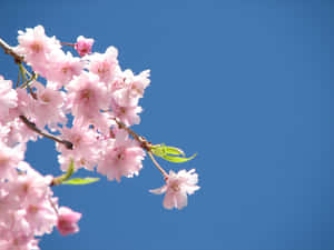 ピンクの花の背景