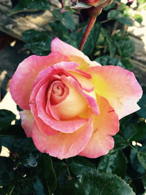 バラの花の画像 — バラの花 壁紙
