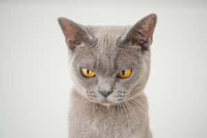Grumpy Catの画像 — MacBook Pro M2 壁紙