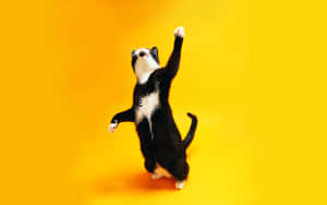 黄色い背景で楽しそうに踊る猫.jpg