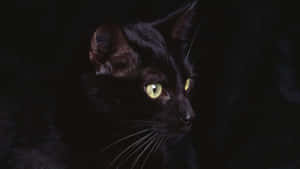 黒猫の画像 — キャット・ノワール 壁紙