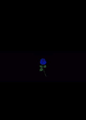 黒い背景に咲く青い薔薇 — 暗い電話 壁紙