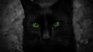 黒猫の画像 — 黒猫 壁紙