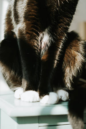黒猫の白い足 — 黒猫 壁紙